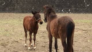 対州馬ファイル♯1　ふわふわ仔馬シンノスケ