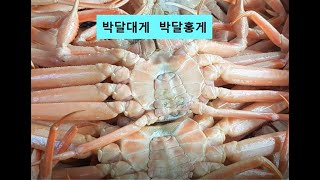 박달홍게(소)10마리 1박스 2.5kg 내외 50,000원(특가) 영덕대게(치수)9~9.5cm 20,000원(마리당) (대)10~10.5cm 30,000원 010-8330-9356