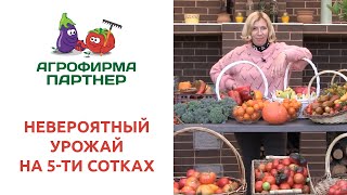 НЕВЕРОЯТНЫЙ УРОЖАЙ НА 5-ти СОТКАХ