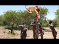 Absolutely amazing! Maasai Warriors Use Rude Weapons To Fight Lions To Save Poor Kudu