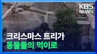 [글로벌K] 안 팔린 크리스마스트리, 동물들의 먹이로… / KBS  2021.12.30.