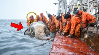 Sailors save drowning elephant but what happens next is unbelievable