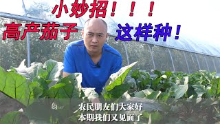 教你一个小妙招，让你家的茄子稳定高产【付老师种植技术团队官方频道】