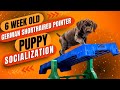 6 Week Old German Shorthaired Pointer Puppy Socialization