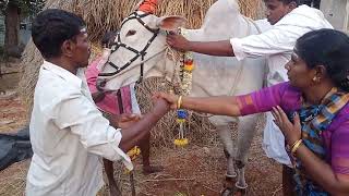 ಶ್ರೀ ಬೇಲೂರು ದೊಡ್ಡಮ್ಮತಾಯಿ ದೇವಸ್ಥಾನಕ್ಕೆ ಜಾಗ ತೋರಿಸಿ ಈ ಸ್ಥಳದಲ್ಲಿ ನಿರ್ಮಾಣವಾಗಬೇಕೆಂದು ಸೂಚನೆ ನೀಡಿದ ಬಸವಣ್ಣ.