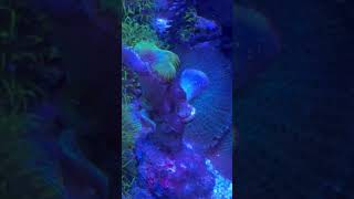 Coral grabs copepods to eat! #copepods #reeftank #reef #aquarium #phytoplankton