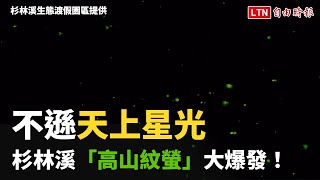 不遜天上星光 杉林溪「高山紋螢」大爆發！ (杉林溪生態渡假園區提供)