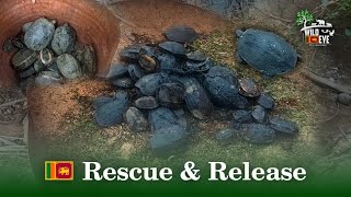 Rescue \u0026 Release (බේරාගැනීම හා නිදහස්කිරීම) | Sri Lanka Black Terrapin ( ගල් ඉබ්බා)