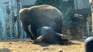 ママと砂浴び楽しいアルンくん♪【‎未公開編】【上野動物園】【‎2023年‎】アジアゾウ