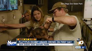 San Diego zoo platypuses draw crowd