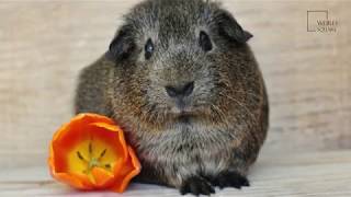 Interesting facts about agouti By Weird Square