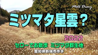 【Moto Diary】「ミツマタ星雲？」セローでお散歩 ミツマタ群生地へ