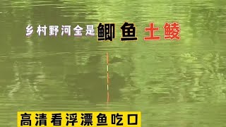 乡村野河鲫鱼土鲮都成灾了，一条接一条连杆上，高清看漂黑顿口