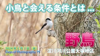 【写真の日々  Days of Photography 79】小鳥と会える気象条件とは...2月7日の河川公園大塚地区