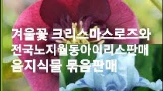 노지월동 가능아이리스,겨울꽃 크리스마스로즈 묶음판매 음지습지식물 묶음판매