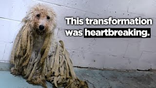 From Abandoned to Adored: Poodle Rescues