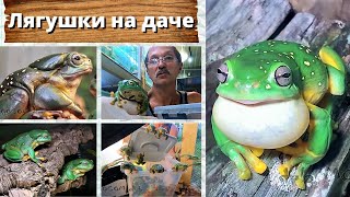 Лягушки на даче. Litoria splendida tree frog