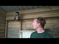 meet the striped owl at knockhatch adventure park