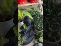 small balcony decor idea shortvideo youtubeshorts explore trending