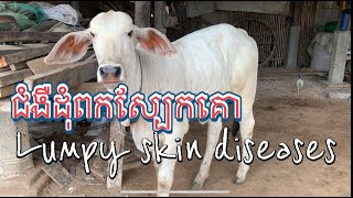 ជំងឺដុំពកស្បែកគោ, Lumpy skin disease cattle.