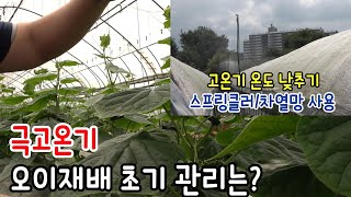 극고온기, 오이재배 초기 관리는? (고온기 차광막 대신 차열망 사용해보세요)