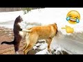 Paw-sitive Vibes: Hilarious Dogs and Adorable Cats Playtime