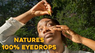 DONKEY PEE PEE ! EYE DROPS FROM NATURE Spathodea Campanulata |Jamaican Donkey Pee Pee #eyedrops