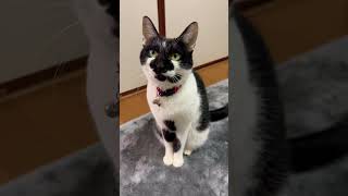 【猫】親バカ目線　お返事猫が可愛すぎる♡　Kitten is too cute　#shorts