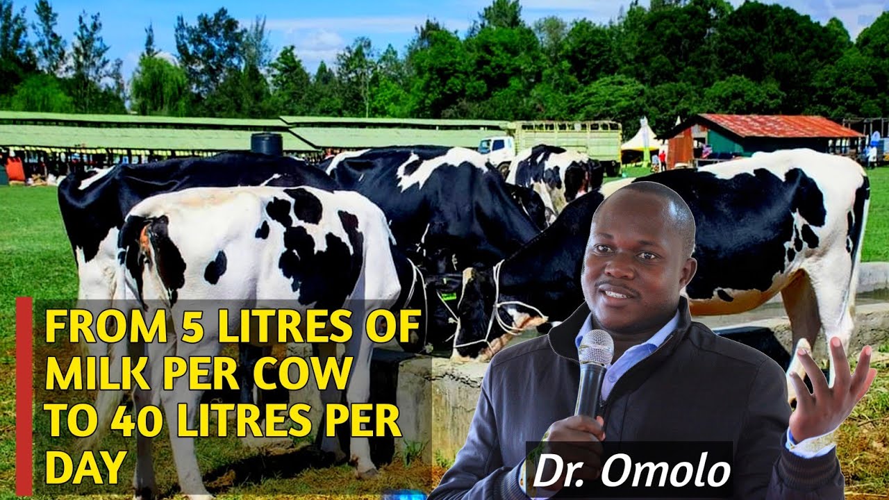 How To Increase Milk Production From 5 Litres Of Milk Per Cow Upto 40 ...