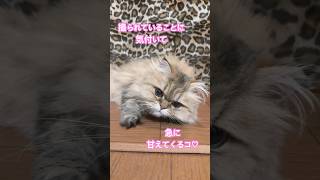 甘えるのが上手なにゃんこ#shorts#meow#あざとかわいい#ペルシャ猫#チンチラペルシャ#ネコ#cute#ちょこ