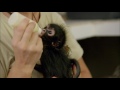 orphaned spider monkey