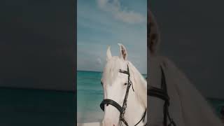 Meet Nour, Our White Mare at Siyam World Horse Ranch