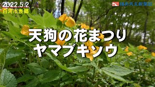 ［ふくしま花だより2022］天狗山のヤマブキソウ