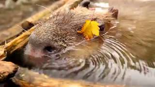 那須どうぶつ王国　カピバラもみじ温泉　2017年10月７日スタート