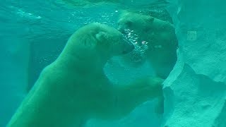 水中で遊ぶホッキョクグマ・イコロ＆デア（上野動物園）Polar bear couple