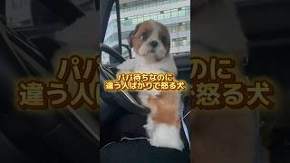 パパはやくぅ〜(怒) #dog #shihtzu #シーズー #vlog #trend #shorts #fyp