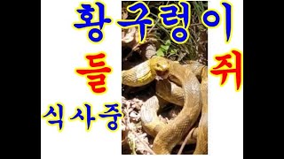 들쥐를 잡아먹고있는 황금색의 멸종위기동물 #황구렁이