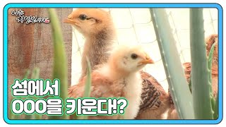 섬에서 OOO을 키운다!? 자연인이 전수하는 자급자족의 노하우! MBN 211229 방송