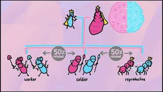 Why Hives Turn Against Their Queens 🐝 | Shocking Bee Behavior Explained