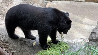 ツキノワグマのようすです。【2023年7月21日】【上野動物園】ツキノワグマ