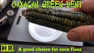 ⟹ Oaxacan Green Dent Corn From Mexico | Corn Review | HRSeeds