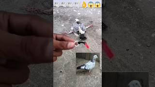 vlog_Day 229 🕊🕊🕊😱😱 kabutar ka bacche ka pair Kaise Sahi Karen#bird#shots#kabootar#viral#trend#pets#