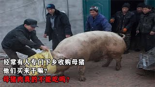 经常有人专门下乡收购母猪，他们买来干嘛？母猪肉真的不能吃吗？