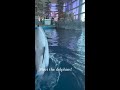 Meet the Dolphins!