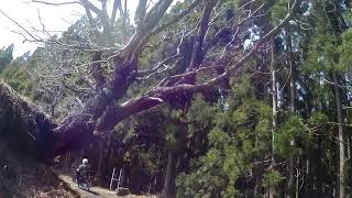 カブで伊豆の林道　地層林道〜細野高原