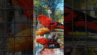 Unique Bird Collection at Serampore Pet Market 😍🔥 || #serampore #seramporepetmarket #birds #parrots