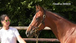 2020 Deauville Select Sale - Lot 490 f.NATHANIEL x WHITE WITCH