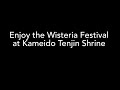 enjoy the wisteria festival at kameido tenjin shrine