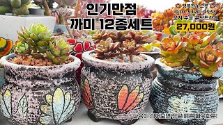 개당 2,250원! 직경 9cm 원형화분 인기만점 까미 12종세트💖 알찬 구성 예쁜 다육화분은 언제나 행복한꽃그릇 Korean succulent plants 多肉植物