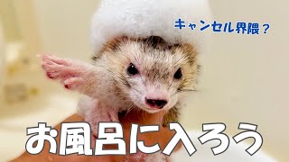 穏やか性格フェレットのお風呂事情【ferret#1699】